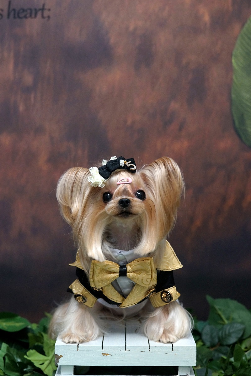 Handmade Dog Clothes Luxurious - Suitsupply Wedding Tuxedo review and price