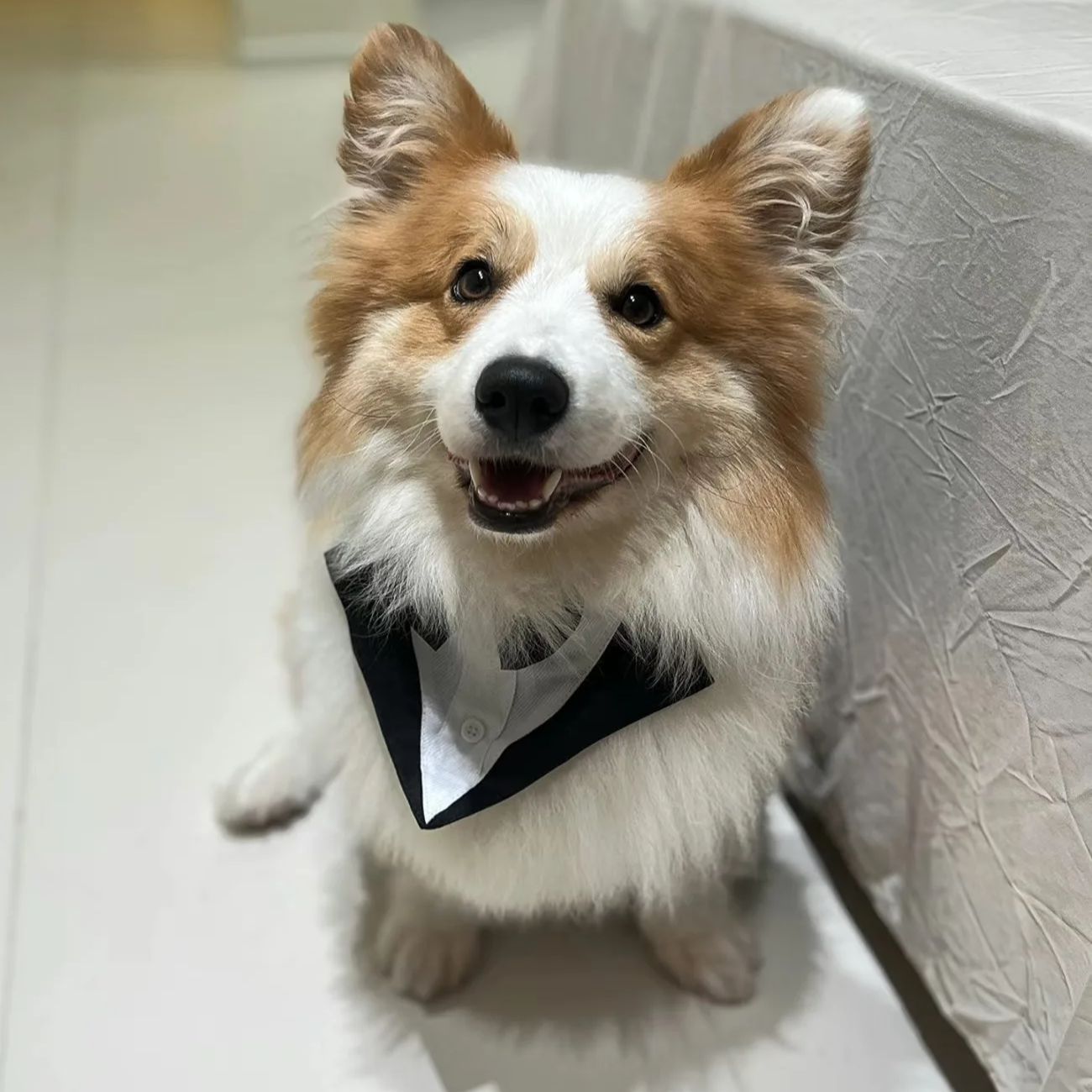 Pet Dog Clothes Fashion Party  - Suitsupply Wedding Tuxedo review and price